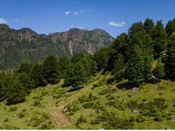 Venta / Parcela / Curarrehue