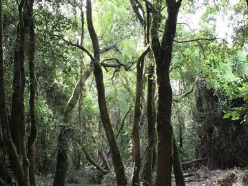 Venta / Parcela / Chillán