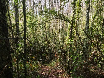 Terreno en venta en Venta campo 1 hectárea villarrica (169882), Villarrica