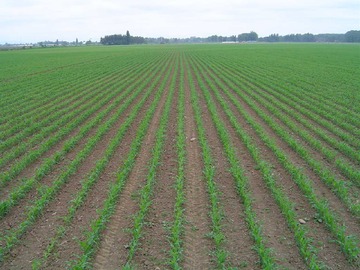 Venta / Terreno / Linares