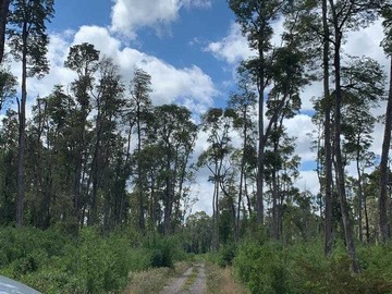 Terreno en venta en Rupanco 5.000 m2 // Exclusivo Proyecto (99135), Puyehue