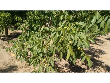 Terreno Agricola en venta en catemu, Catemu