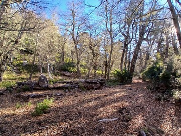 Terreno Agricola en venta en Oportunidad Venta Curarrehue 136.5 Ha a 50 Min de Pucón