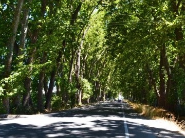Terreno en venta en Codao, Peumo