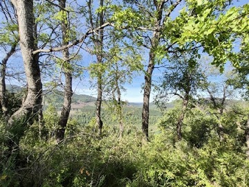 Parcela en venta en Maravillosa Parcela en sector El Pajal cercano a la comunas de Los Angeles camino a Antuco, Antuco