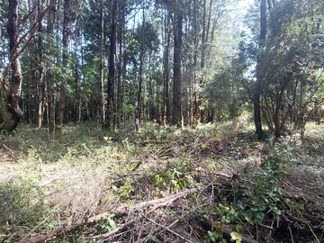 Terreno en venta en Venta Parcela Villarrica Altos De Pino Huacho (173215), Villarrica