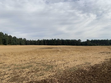 Terreno Agricola en arriendo mensual en Arriendo/ Venta Ideal Avellanos- Animales etc (157535), Mulchén