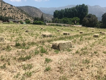 Parcela en venta en Parcelas en venta san francisco de mostazal 5.000 m², Mostazal