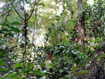 Venta / Terreno / Florida