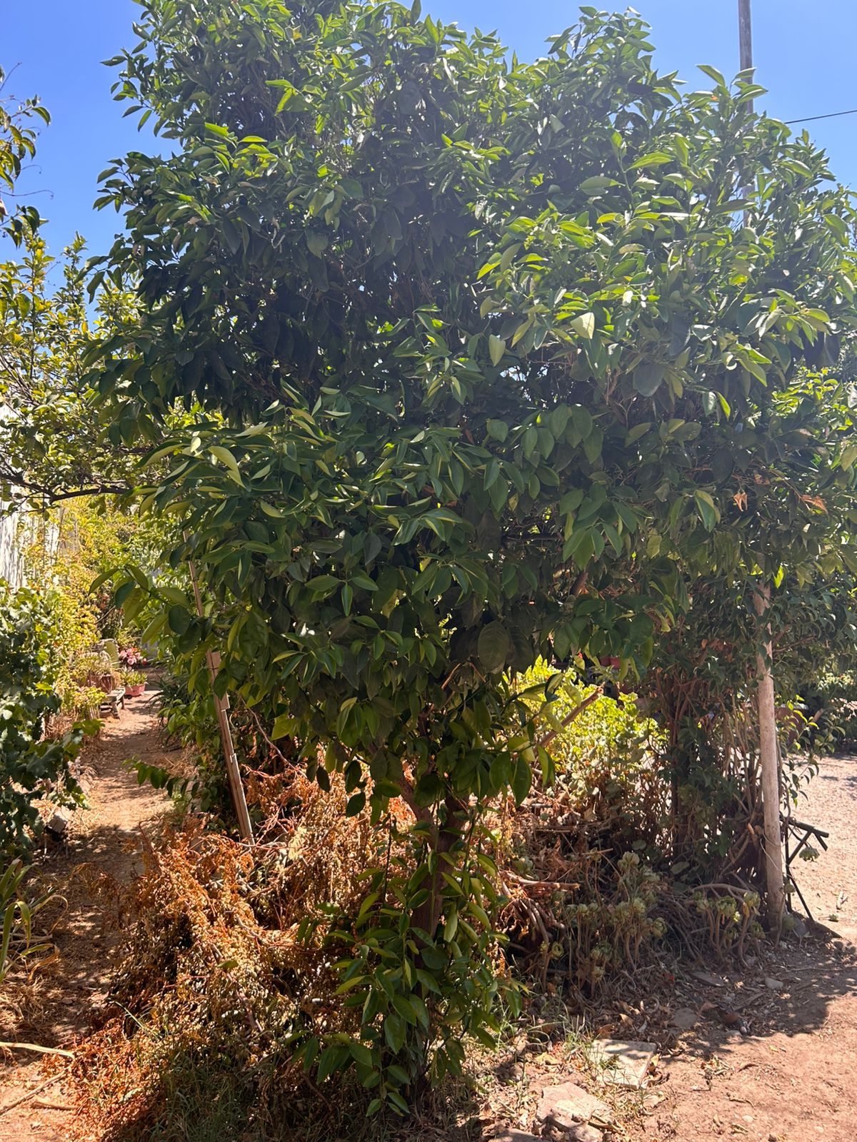 Foto 14