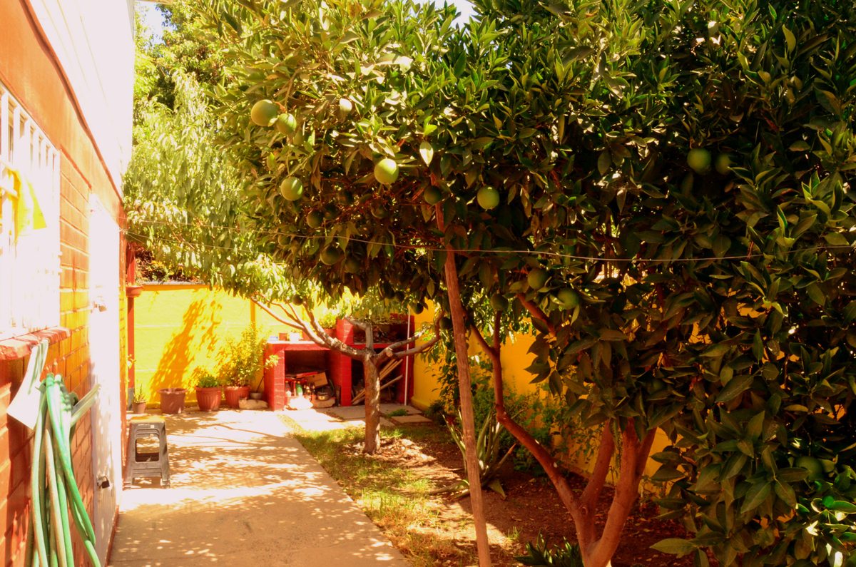 Patio trasero con frutales