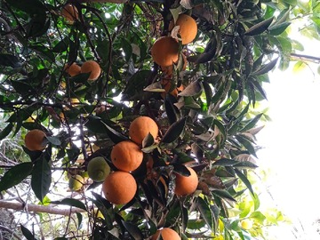 Árboles frutales