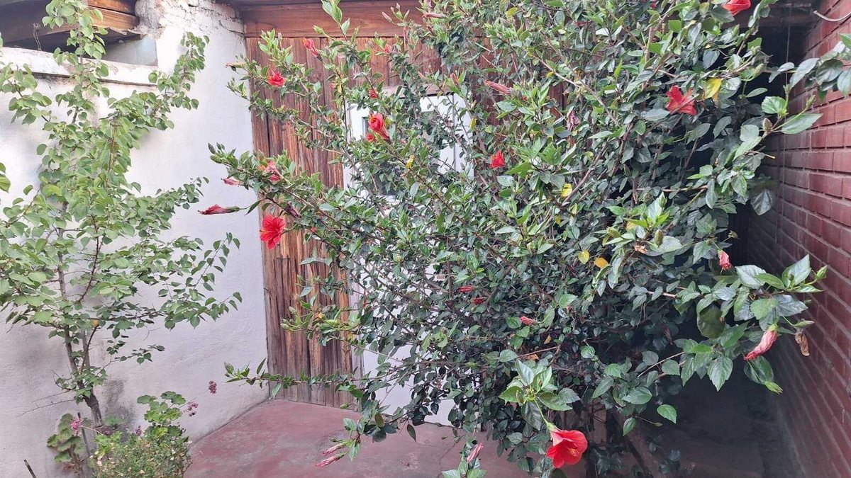 Foto 6