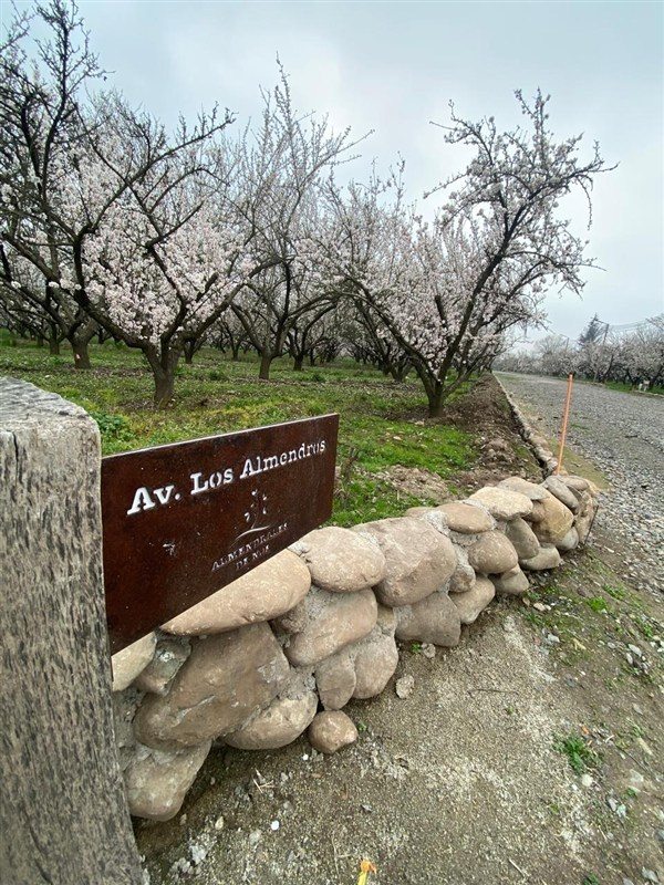 Parcela en Venta en Buin, Camino Padre Hurtado y acceso sur