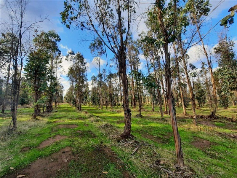 Parcela en Venta en Cauquenes, Cauquenes Pie cero
