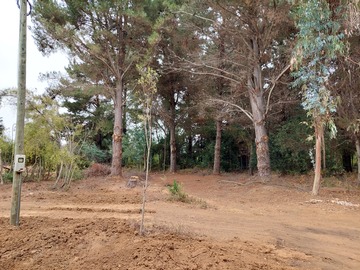 Entrada al bosque