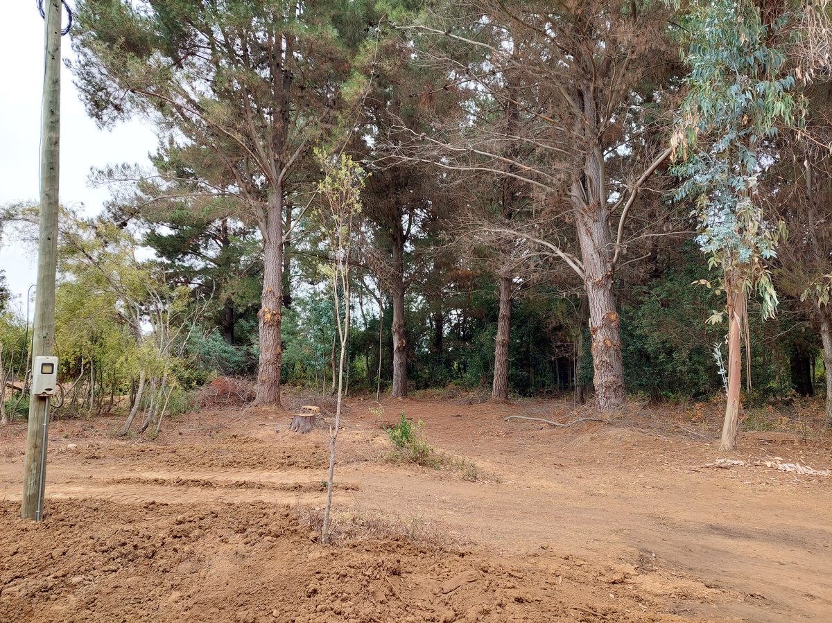 Entrada al bosque