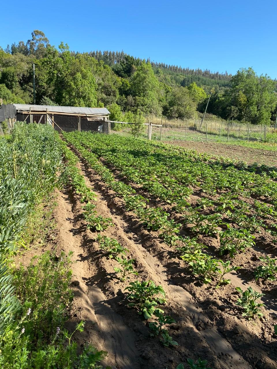 huerta