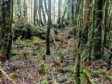 Bosque nativo