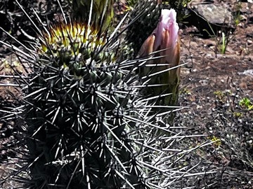 flora autoctona