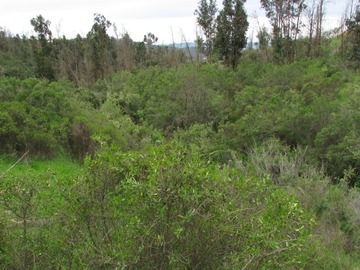 Flora y fauna nativa