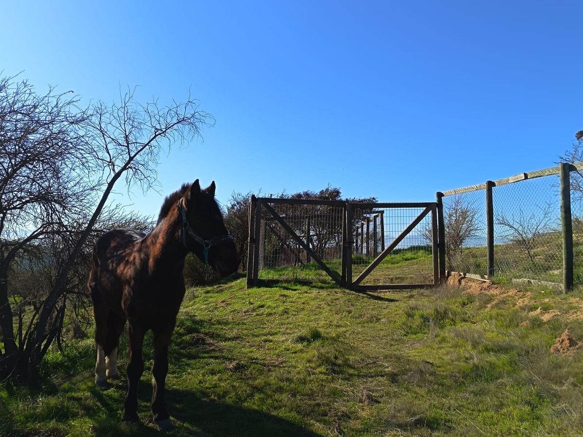 Parcela en Venta en Limache, limache