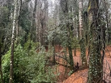 BOSQUE NATIVO