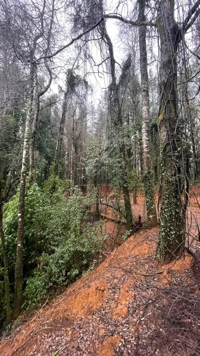 BOSQUE NATIVO
