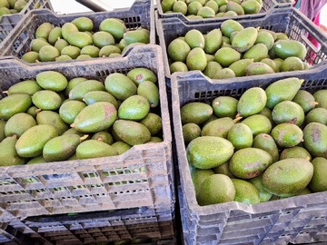 muestra producción paltas  