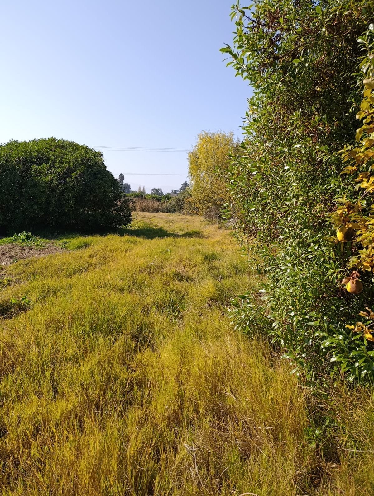 TERRENO