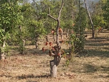 PALTOS