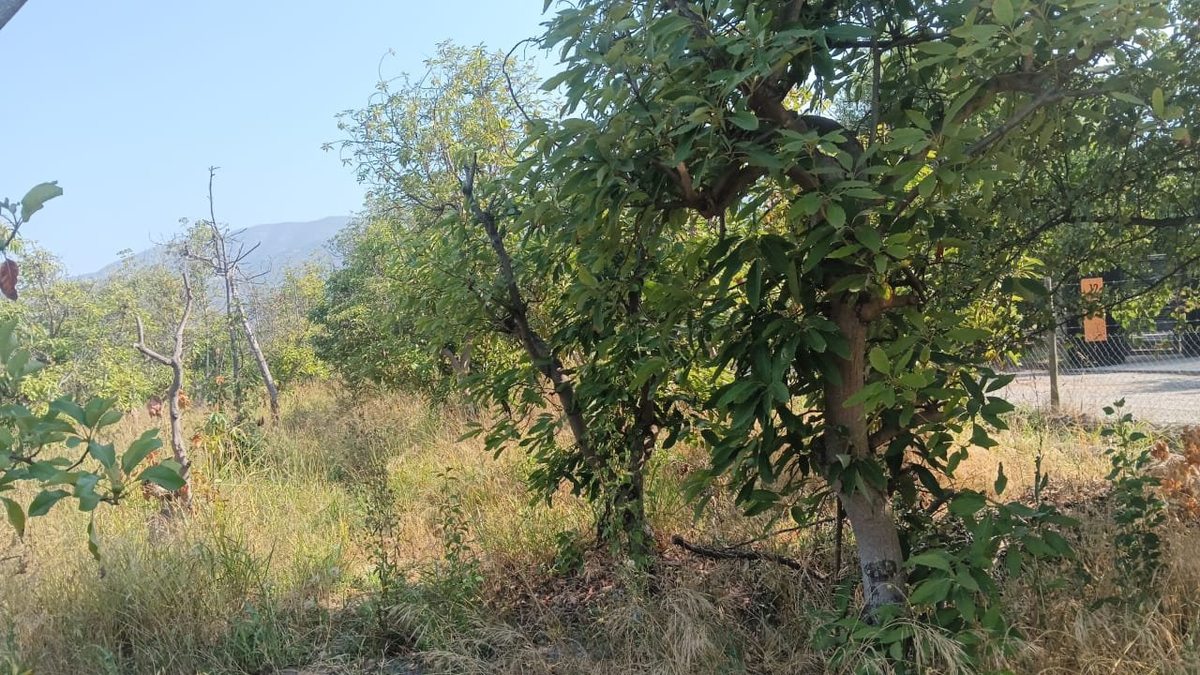 INTERIOR DE LA PARCELA