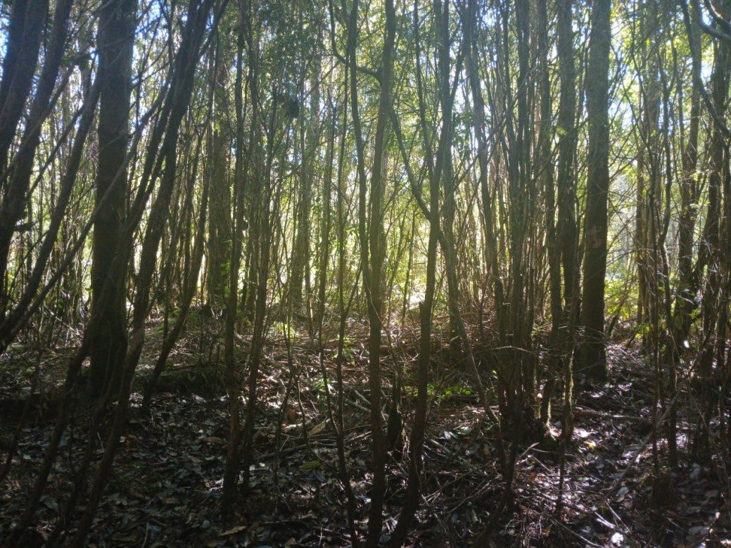 Foto 11
