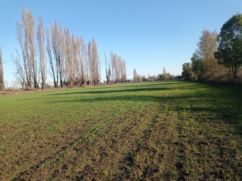 Terreno Agricola en Venta en Chillán, Camino yungay n-59q