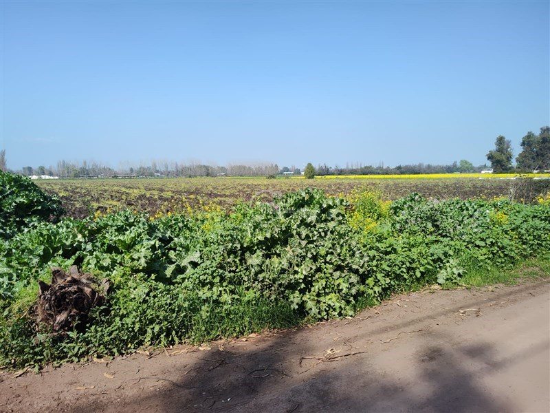 Terreno Agricola en Venta en Colina, Calle Las Mercedes / Liray