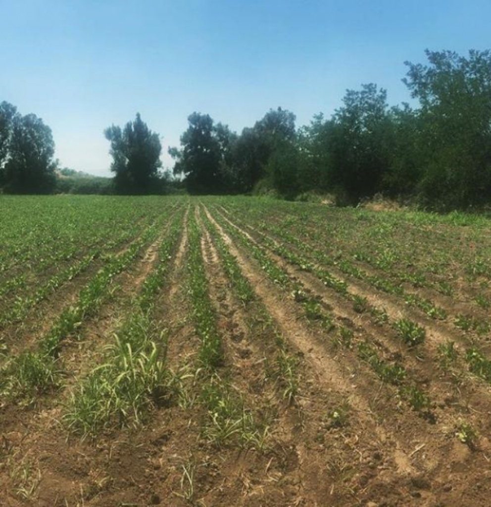 Terreno en Venta en Colina, Colina (61815)