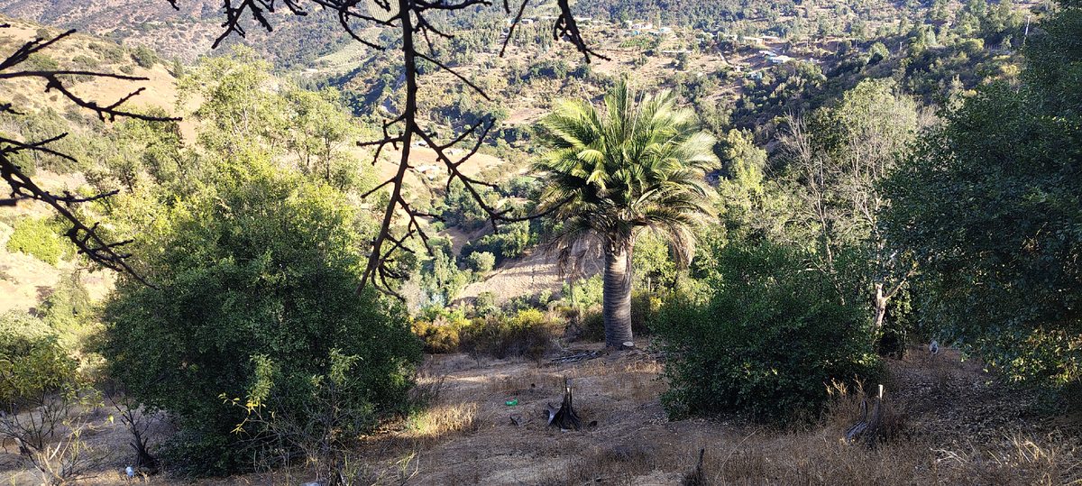 Palma Chilena con arboles frutales