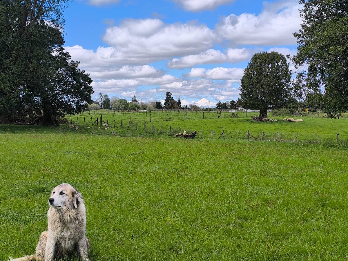 Terreno en Venta en Osorno, Parcela de 5000 m2 en Osorno (132407)